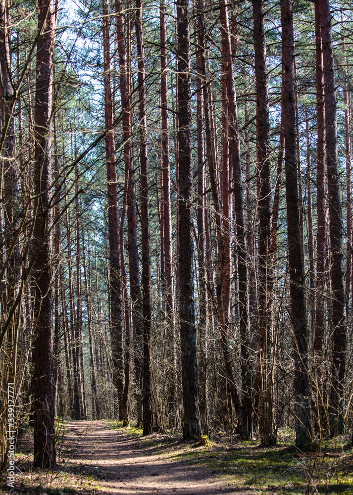 Fototapeta premium Foootpath in the forest