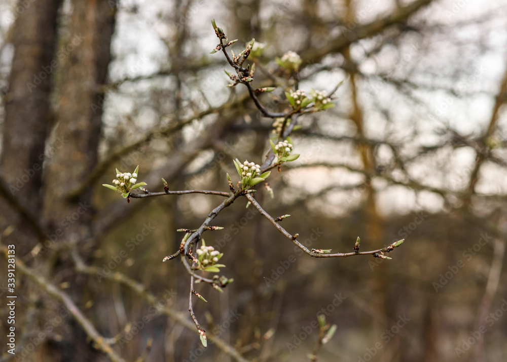 blooming apple tree blooming apple tree