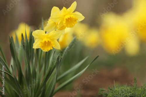 Beautiful blooming daffodils outdoors on spring day