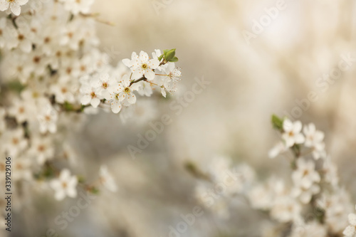 Closeup view of blossoming tree outdoors on spring day © New Africa