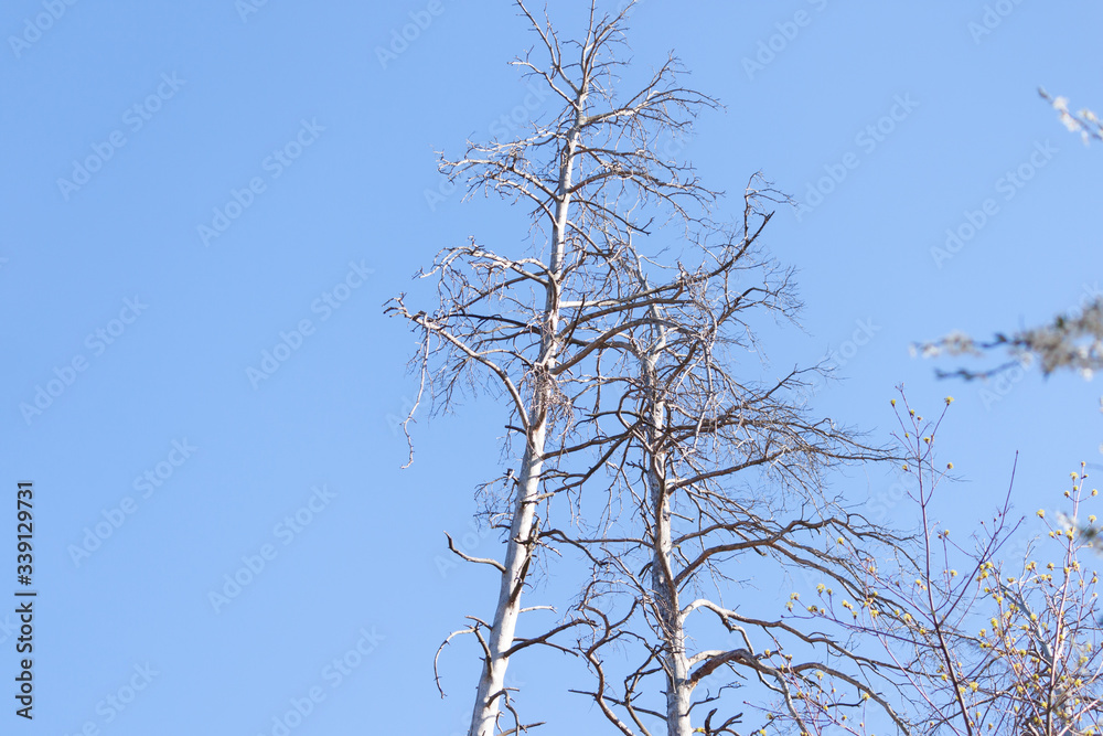 Obraz premium Two old and completely dry trees growing against the blue sky. Danger concept.