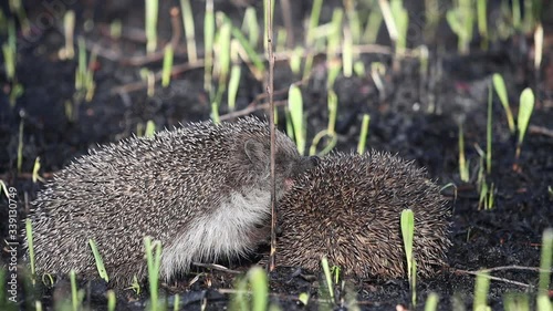 Hedgehogs in mating season slow motion