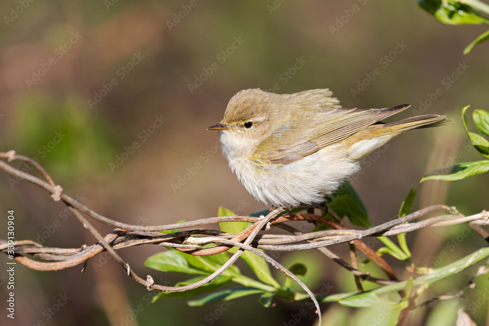 Fototapeta premium songbird in spring forest among the first leaves
