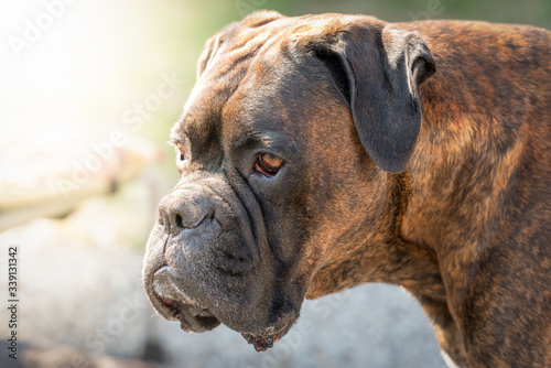 Portrait of a German boxer