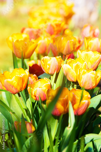 The yellow tulip flowers blooming in the garden.
