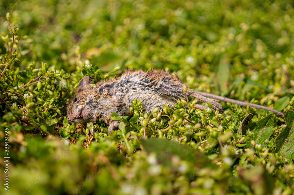 Dead mouse on a background of green forest. Extinction of species in the wild Dead mouse on a background of green forest. Extinction of species in the wild