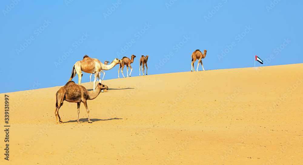 Dubai desert and camels, United Arab Emirates