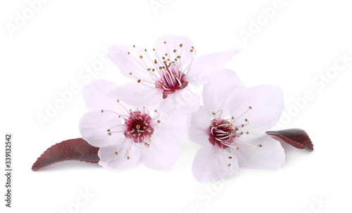 Beautiful plum blossom isolated on white. Spring season