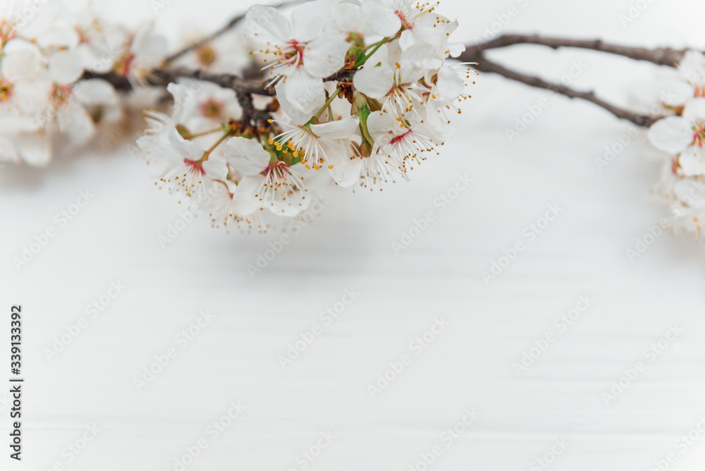 First blossom.Spring and summer white flowers on vintage wooden background.Space for your text. First blossom.Spring and summer white flowers on vintage wooden background.Space for your text.