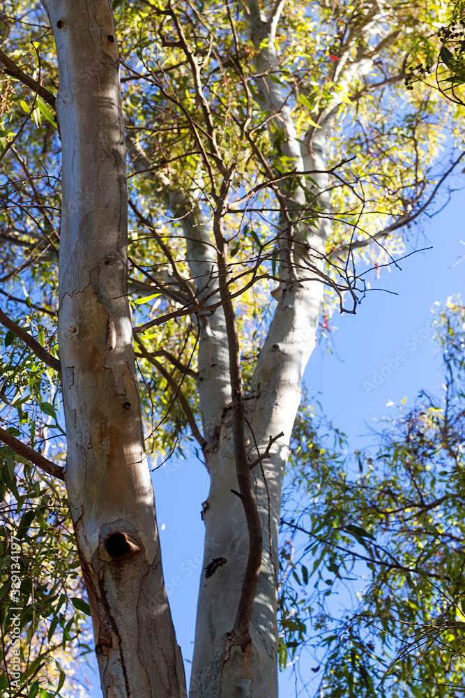 Fototapeta premium Close up shot of big old tree 
