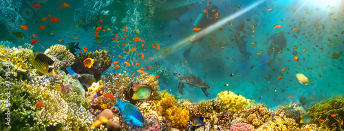 Underwater world. Coral fishes of Red sea.
