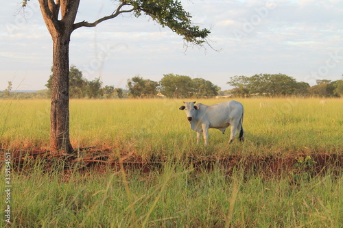 Fototapeta Naklejka Na Ścianę i Meble -  Nellore cow in the field