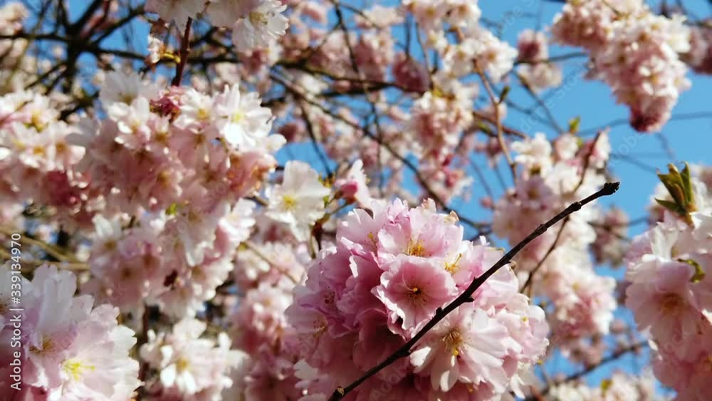 Cherry trees with blossoms swaying in wind, slow motion full HD video footage Cherry trees with blossoms swaying in wind, slow motion full HD video footage