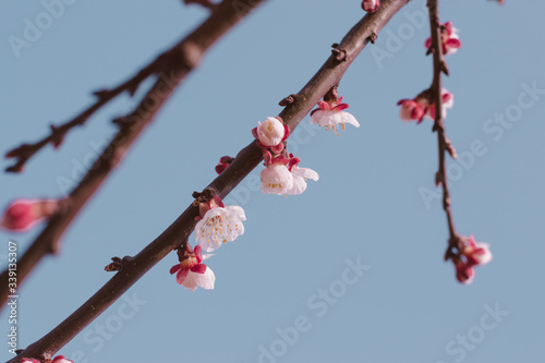 a little sprig of pink cherry blossoms in focus close-up