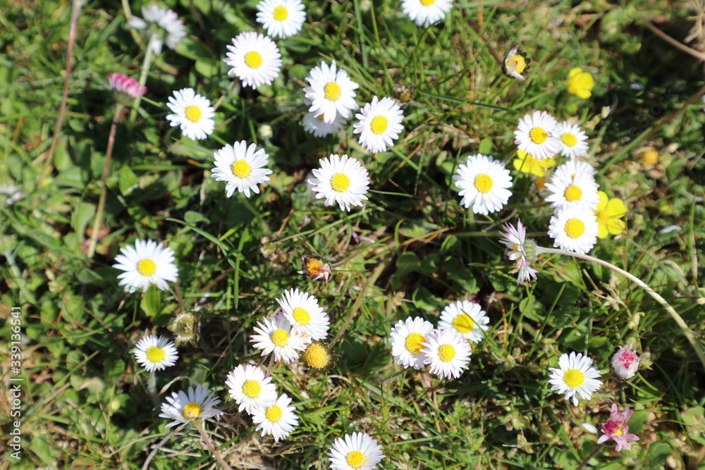 Fototapeta premium Daisies in the grass in spring