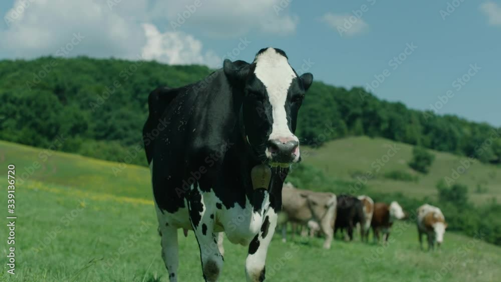 Cows on a field in a summer day fields 4 Cows on a field in a summer day fields 4