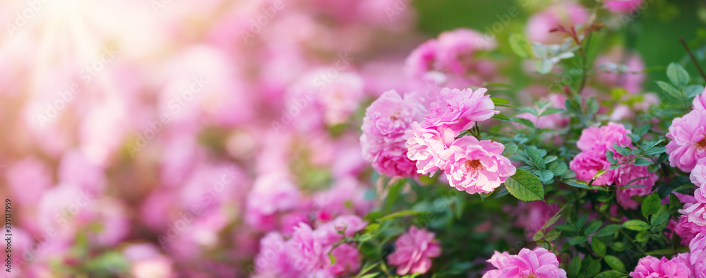 Rose flowers blooming outdoors with spring blossom Rose flowers blooming outdoors with spring blossom