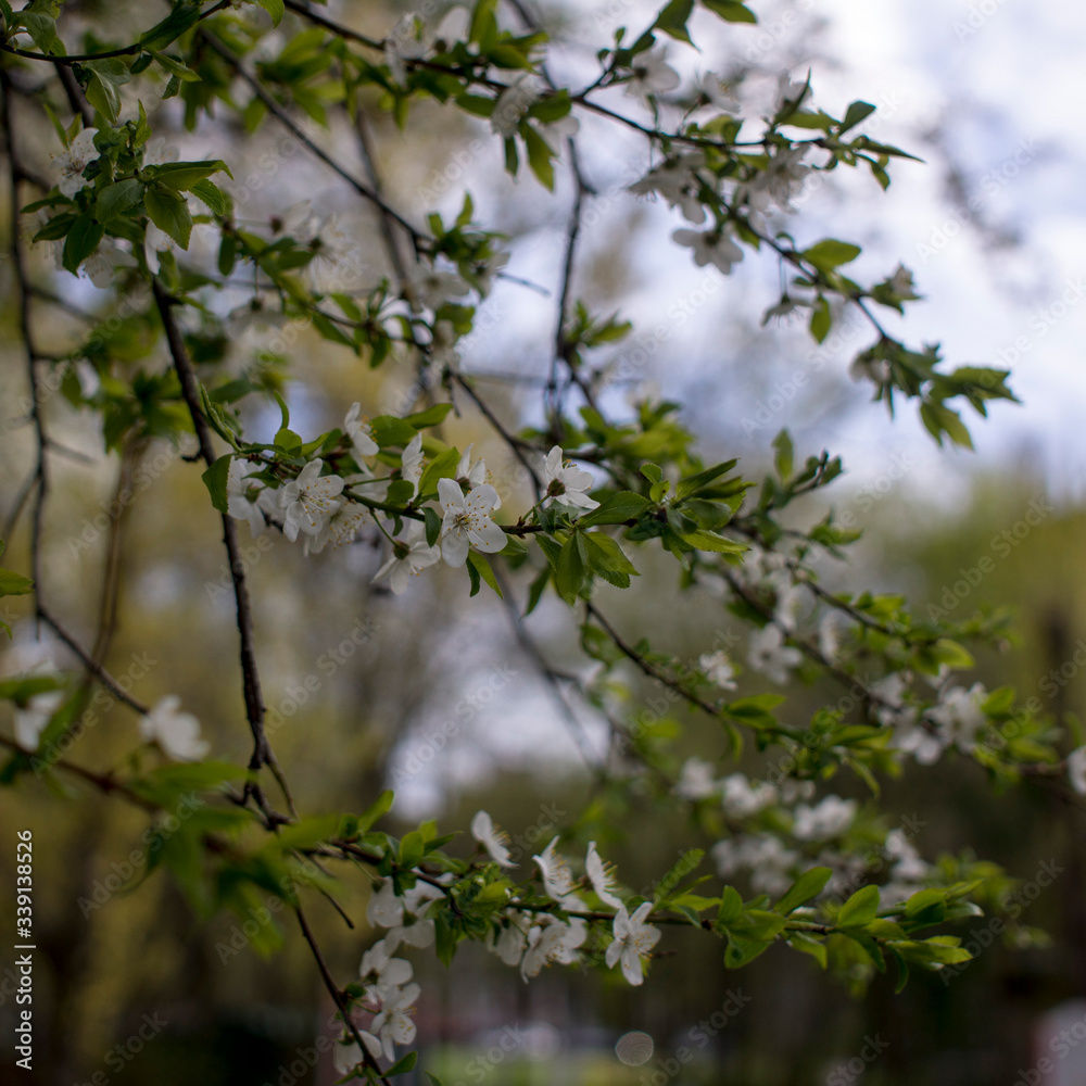 Flowers, cherry blossoms on the branches on a spring day. Beautiful spring background. Spring flowering in the garden wallpaper. Beautiful blossoming flowers of apple trees in the park. Flowers, cherry blossoms on the branches on a spring day. Beautiful spring background. Spring flowering in the garden wallpaper. Beautiful blossoming flowers of apple trees in the park.