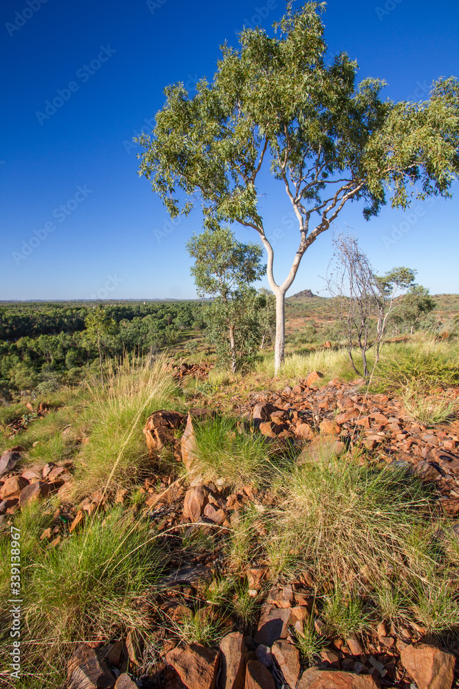 Chinchilla Landscape Chinchilla Landscape