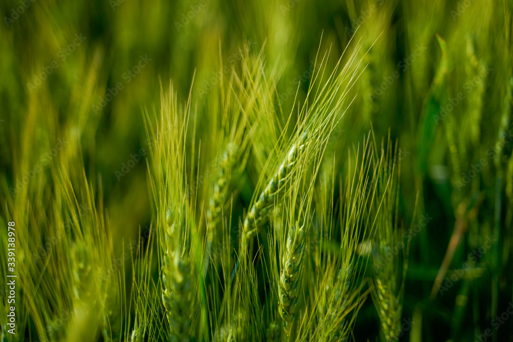 indian agriculture, wheat field india. indian agriculture, wheat field india.