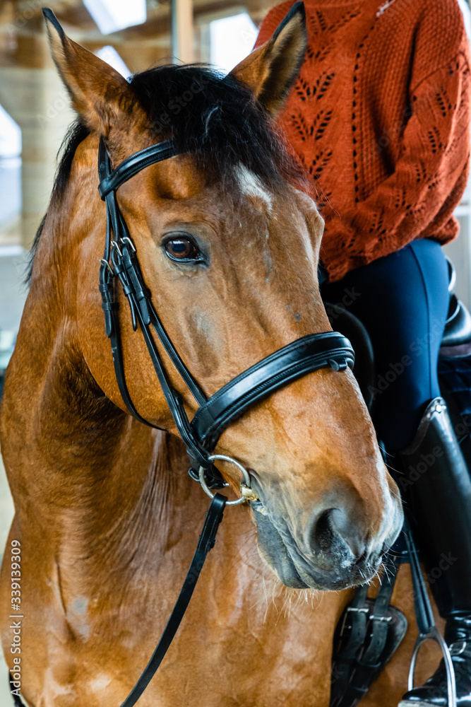 Fototapeta premium Horse portrait with woman rider on horse back. Bay horse with equine black bridle. Indoors, stable.
