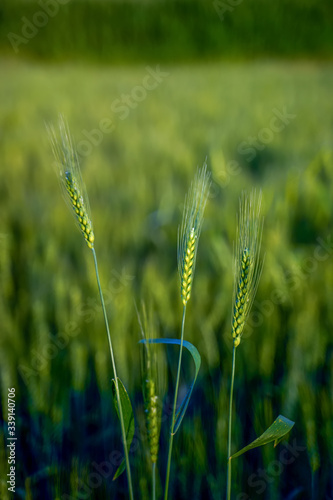 indian agriculture  wheat field india.