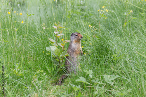 squirrel is curious, standing in the tall grass © Eloy