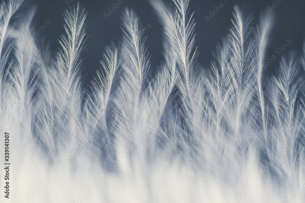 Closeup macro of white bird feather. Natural abstract texture forming monochromatic background. Closeup macro of white bird feather. Natural abstract texture forming monochromatic background.