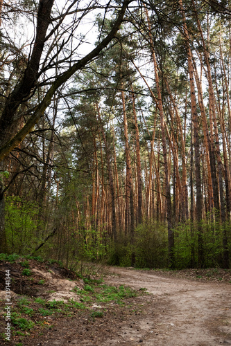 Pine forest landscape  vertical. Footpath in woodland  outdoors. Scenery nature with sunlight