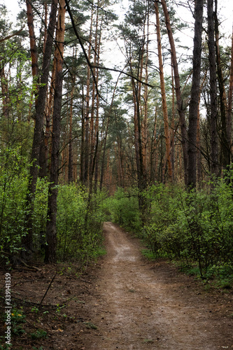 Spring forest landscape, vertical. Footpath in woodland, outdoors. Scenery nature © Olha Kozachenko