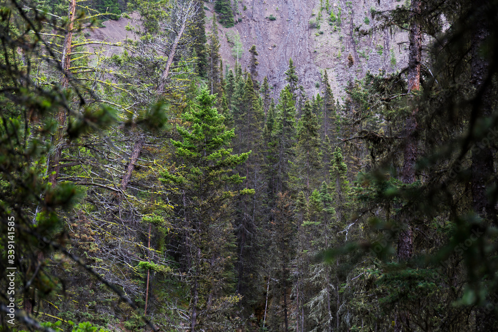 Landscape of stunning forests with huge pine trees in the mountains of Canadian National Parks, during the summer Landscape of stunning forests with huge pine trees in the mountains of Canadian National Parks, during the summer