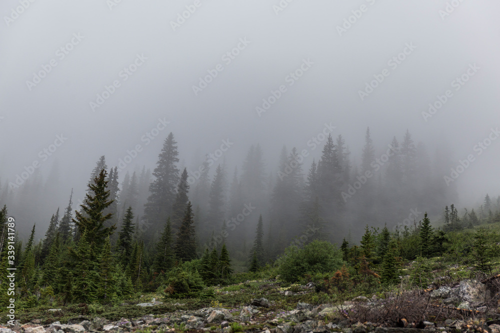 Landscape of stunning forests with huge pine trees in the mountains of Canadian National Parks, during the summer