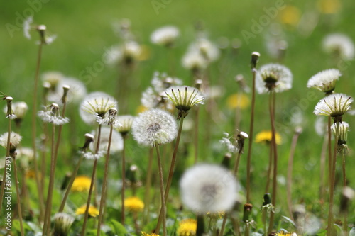  Green field with white and yellow dandelions outdoors in nature in summe