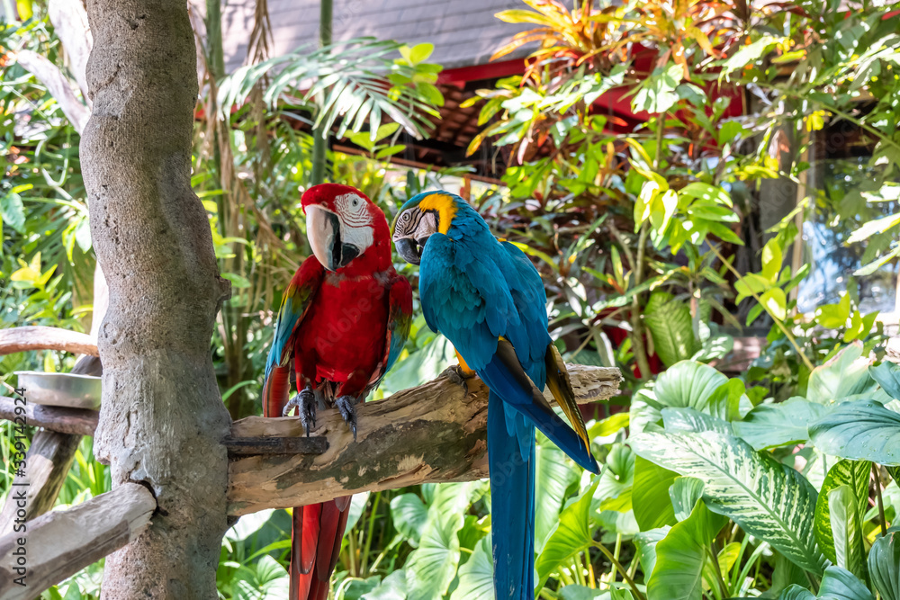 Fototapeta premium Niebieska szkarłatna ara to nazwa tego ptaka, znanego jako prawdziwa papuga, a nazwa naukowa to psittacoidea