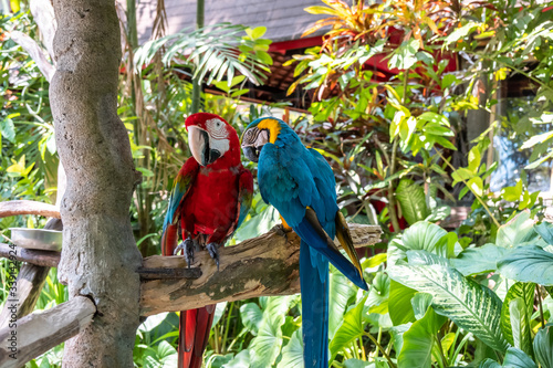 Blue scarlet macaw the name of this bird, known as true parrot and scientific name is psittacoidea