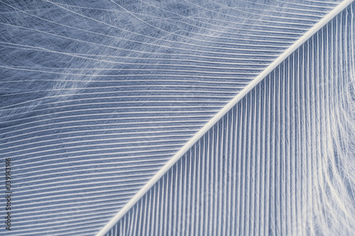 Closeup macro of white bird feather. Natural abstract texture forming monochromatic background. photo