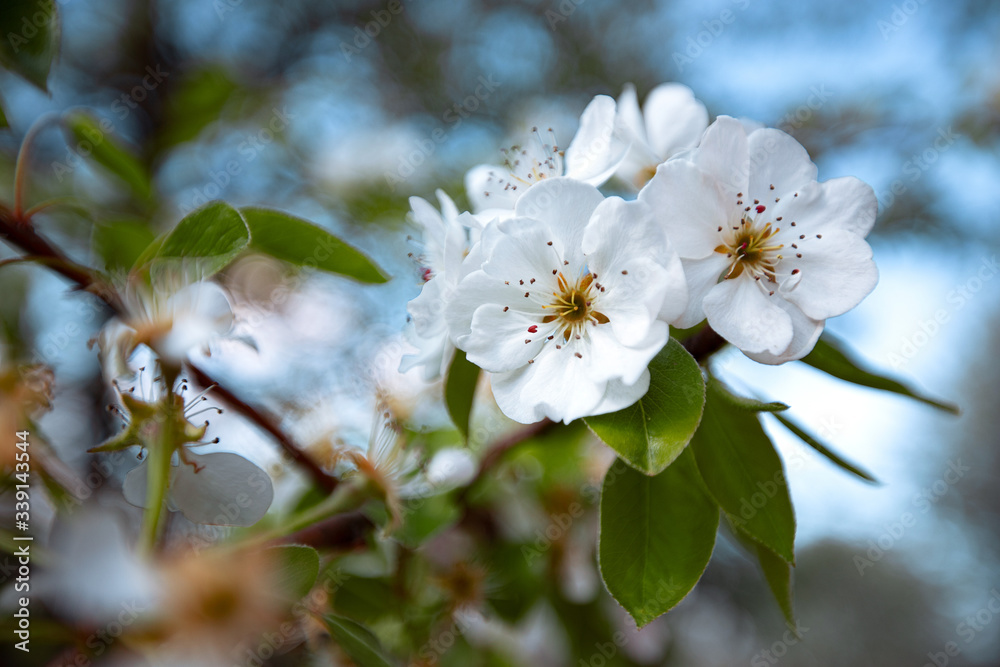 white flowers bloomed on a tree white flowers bloomed on a tree