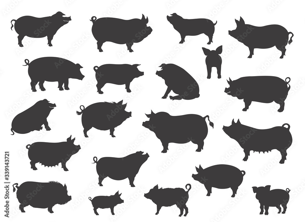 Fototapeta premium Pig breeds collection. Farm animals set. Black silhouette flat design