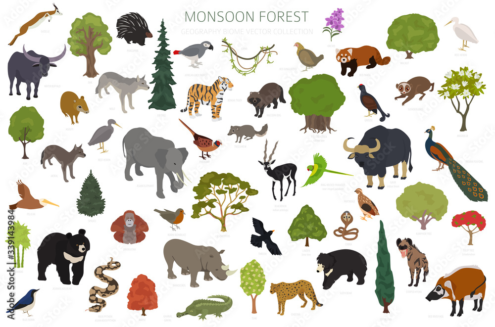 Monsoon forest biome, natural region infographic. Terrestrial ecosystem  world map. Animals, birds and vegetations isometric design set Stock Vector  | Adobe Stock