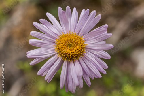 closeup of a daisy with many light pink petals