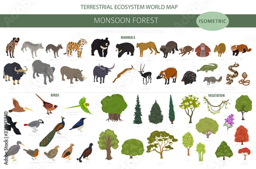 Monsoon forest biome, natural region infographic. Terrestrial ecosystem world map. Animals, birds and vegetations isometric design set