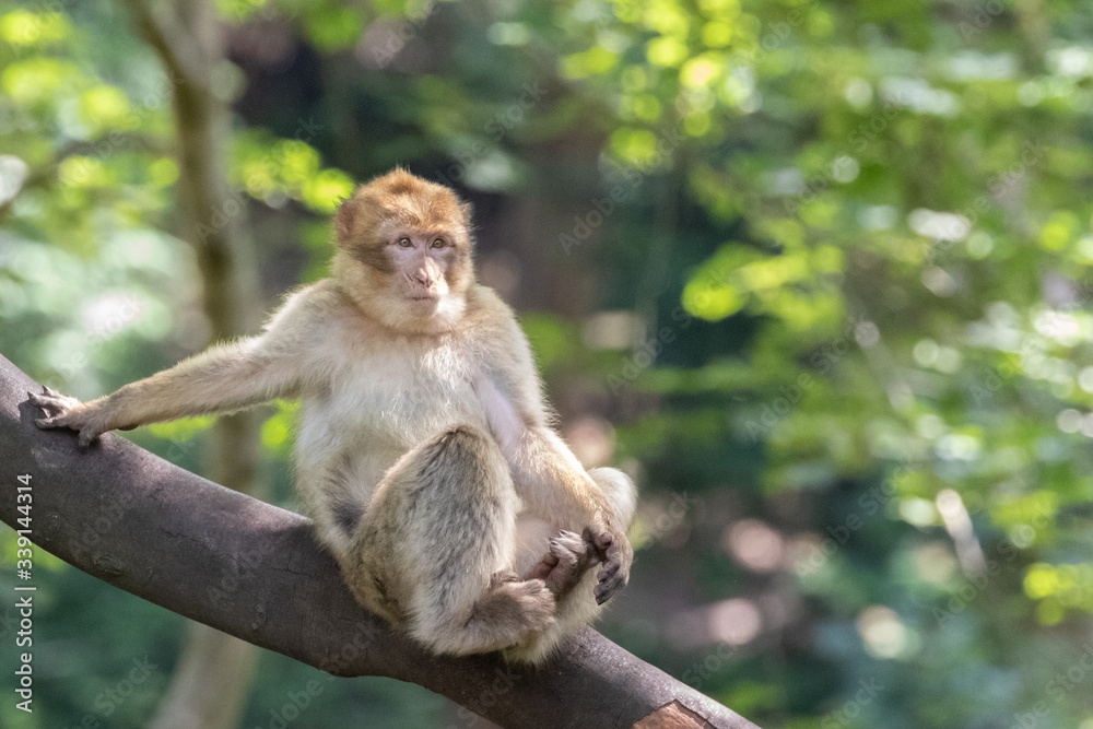 Relaxing Macaque 2 Relaxing Macaque 2