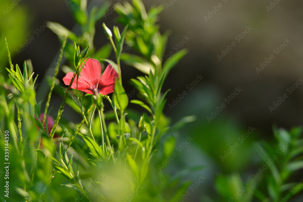 Pink flower in meadow