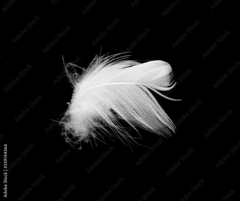 Beautiful white feather floating in air isolated on black background