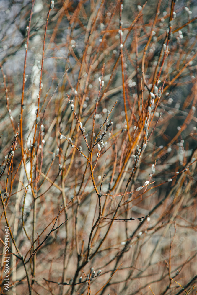 Fototapeta premium willow in the forest