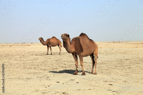 Camels wandering in the desert. Camels in the desert in Dehistan, Turkmenistan. Two brown camels in the desert. Camels in the Central Asian deserts.