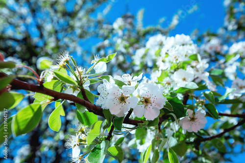 white flowers on a tree