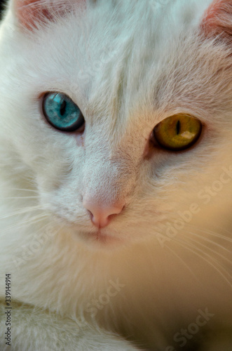 White cat with different eye color