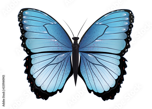 blauer Schmetterling handgezeichnet und koloriert
