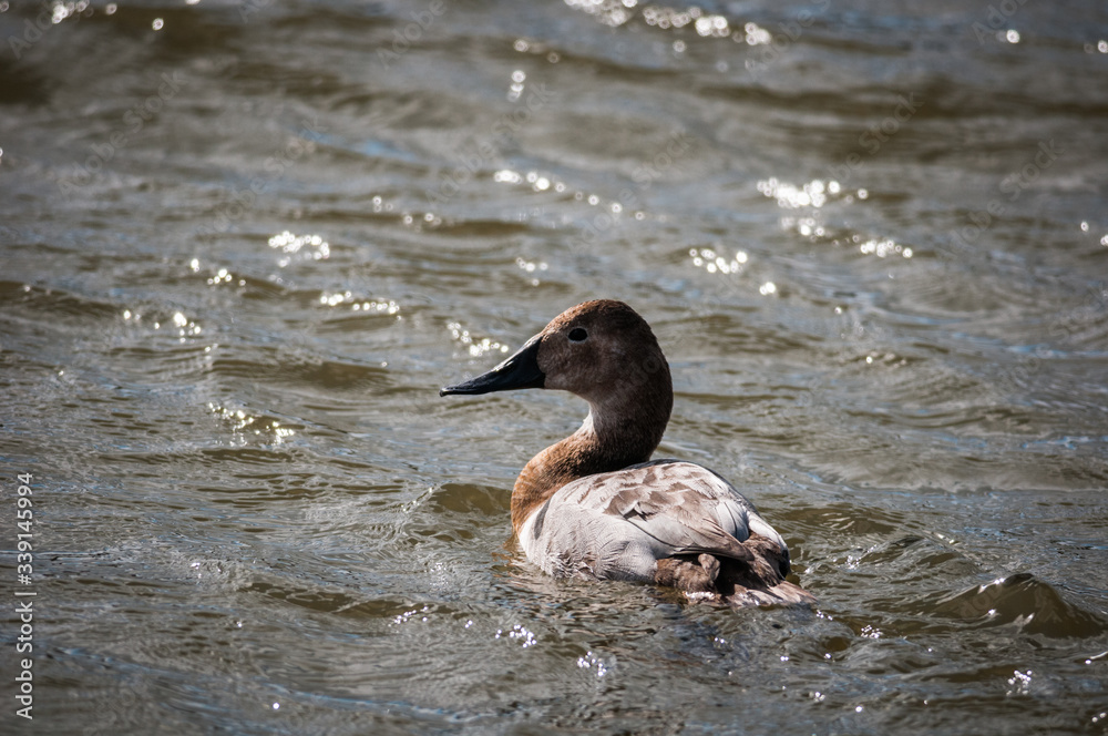 Fototapeta premium Canvasback